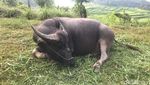 Foto: Melihat Awan dari Dekat di Tana Toraja