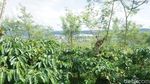 Masih di Semarang? Yuk, Keliling Kebun Kopi dan Cicipi Kopi Lokal Asli Semarang