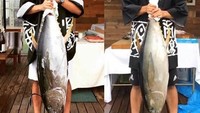 Wow, ikan tunanya besar sekali ya. Ini kira-kira mau diolah jadi apa? Sashimi kali ya. Foto: Instagram @sk23.10