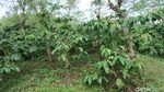 Masih di Semarang? Yuk, Keliling Kebun Kopi dan Cicipi Kopi Lokal Asli Semarang