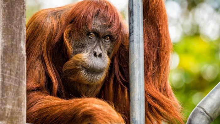 Puan, Orangutan Sumatra Tertua di Dunia Mati di Australia