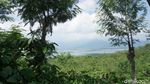 Masih di Semarang? Yuk, Keliling Kebun Kopi dan Cicipi Kopi Lokal Asli Semarang