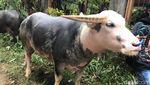 Foto: Upacara Kematian di Tana Toraja