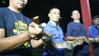 Kalau tidak ada pemiliknya ditaruh di kantor untuk menjadi teman latihan tim kami. Selama satu tahun, sudah ada lima ular yang dievakuasi dari permukiman warga, kata Hasanuddin. 