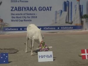 Adu Sakti Hewan Peramal di Laga Denmark Vs Australia