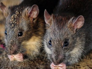 Serbuan Tikus Sebesar Kucing di Selandia Baru