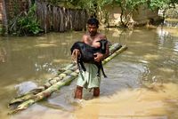 Salah satu korban banjir di India sedang mengevakuasi hewan ternaknya