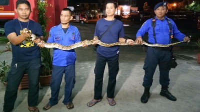 Foto: Ular Sanca 4 Meter Ditangkap Saat Hendak Cari Mangsa
