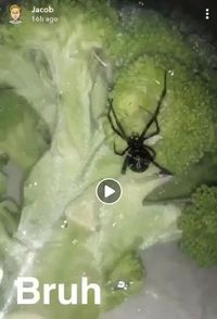 Duh, Pria Ini Temukan Laba-laba 'Black Widow' dalam Brokoli Kemasan