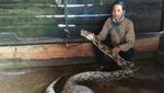 Penampakan Ular Piton Pemangsa Babi Hutan Bulat-bulat