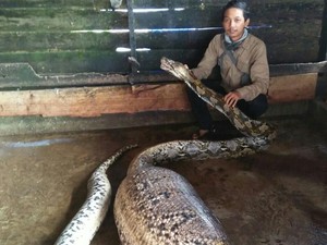 Ular Piton Panjang 6 Meter Gemparkan Riau