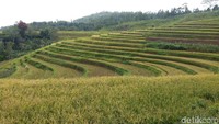 Pemandangan sawah bertingkat ini dapat ditemui di Kabupaten Sinjai, tepatnya Dusun Kasuarang, Desa Arabika, Kecamatan Sinjai Barat (Ibnu Munsir/detikTravel)