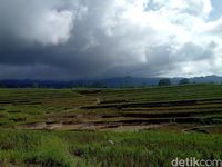 Lukisan Pemandangan Sawah Padi Hitam Putih Cikimm Com