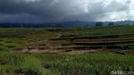 Kamu Harus Tahu, Indahnya Sawah Bertingkat di Sulawesi