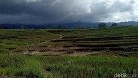 Di tempat ini memiliki pemandangan pegunungan dengan persawahan indah, tertata rapi, mirip lukisan (Ibnu Munsir/detikTravel)