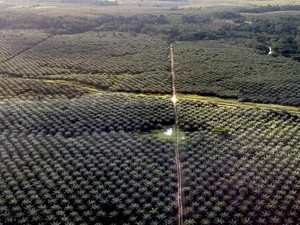 Miris! 80 Persen Taman Nasional di Riau Jadi Kebun Sawit Ilegal