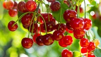 Beberapa buah memang bisa membuat lonjakan gula darah, tapi ada juga yang bermanfaat menurunkannya. Sebut saja misalnya buah ceri. Foto: Istock