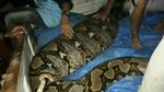 Penampakan Ular Piton Pemangsa Babi Hutan Bulat-bulat