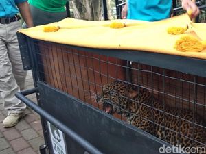 Sempat Dirawat, Macan Tutul Dilepasliarkan ke Gunung Tilu