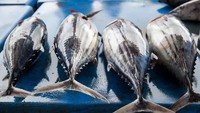 Kandungan protein dan omega-3 pada ikan bisa jadi alternatif santapan bagi penderita diabetes. Konsumsi ikan tidak akan meningkatkan gula darah dalam tubuh jadi lebih baik pilih ikan dibandingkan makan nasi, roti atau pasta. Foto: Istock