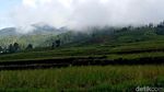 Kamu Harus Tahu, Indahnya Sawah Bertingkat di Sulawesi
