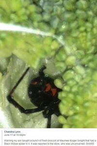 Duh, Pria Ini Temukan Laba-laba 'Black Widow' dalam Brokoli Kemasan