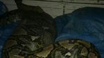 Penampakan Ular Piton Pemangsa Babi Hutan Bulat-bulat