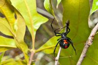 Duh, Pria Ini Temukan Laba-laba 'Black Widow' dalam Brokoli Kemasan