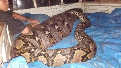 Penampakan Ular Piton Pemangsa Babi Hutan Bulat-bulat