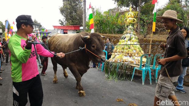 Di Boyolali, Bahkan Sapi juga Punya Hari Khusus Berlebaran