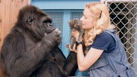 Koko yang dilahirkan di Kebun Binatang San Francisco pada tahun 1971, dan mulai diajarkan bahasa isyarat dasar oleh seorang periset, Dr Francine Patterson pada usia 1 tahun. Foto: dok. Gorilla Foundation