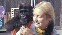 Dampaknya sangat dalam dan apa yang telah dia ajarkan kepada kita tentang kapasitas emosional gorila dan kemampuan kognitif mereka akan terus membentuk dunia, demikian pernyataan Gorilla Foundation. Foto: dok. YouTube