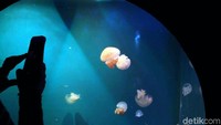 Hewan-hewan unik nan cantik lainnya yang menjadi koleksi di Seaworld Ancol adalah ubur-ubur.