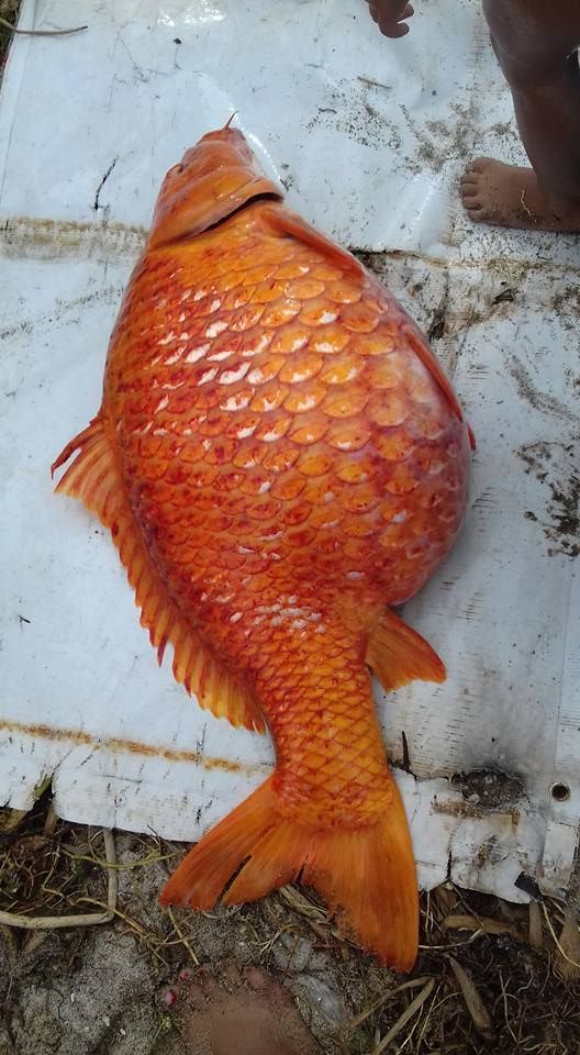 Ikan mas besar yang ditangkap di Danau Toba
