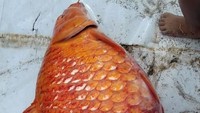 Netizen bernama Ochalina juga membagikan foto ikan mas berukuran besar yang ditangkap di Danau Toba. Foto ini diunggahnya pada Rabu (20/6). Foto: Ochalina Hutajulu/FB