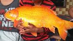 Penampakan Ikan Mas Raksasa yang Ditangkap di Danau Toba