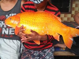Bukan Cuma di Australia, Ikan Mas Juga Termasuk Hama di Sulawesi-Papua