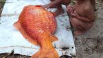 Penampakan Ikan Mas Raksasa yang Ditangkap di Danau Toba