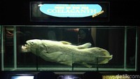 Salah satunya, Coelacanth ikan purba yang dipajang di Seaworld Ancol.