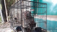 Setelah menyerang, warga berinisiatif membuat jebakan untuk menangkap monyet tersebut. 