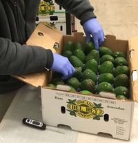 Tak Cepat Bonyok! Alpukat Ini Dilapisi Bubuk Lemak Khusus