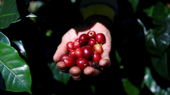 Tak banyak yang tahu daerah Pengalengan di Kabupaten Bandung juga terkenal sebagai daerah penghasil kopi. Tanah di daerah ini cocok untuk bertanam kopi arabika.