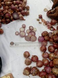 Bawang Merah Palsu