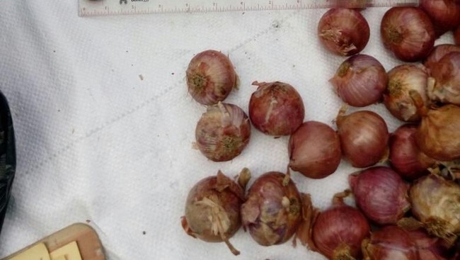 Ada Bawang Merah Palsu Masuk RI, Seperti Apa Sih?