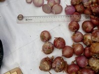 Ada Bawang Merah Palsu Masuk RI, Seperti Apa Sih?