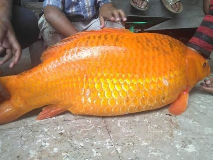 Ikan mas besar yang ditangkap di Danau Toba