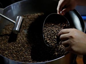 Ssst... Kafe Kopi Ini Sisihkan Hasil Jualan Arabika untuk Penyu