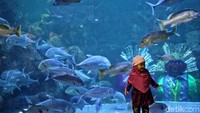 Pertunjukan ondel-ondel underwater ini akan berlangsung dari tanggal 22-24 Juni 2018 pada pukul 14.15 WIB di wahana Seaworld Ancol, Jakarta Utara. Penasaran pengen melihat nggak?