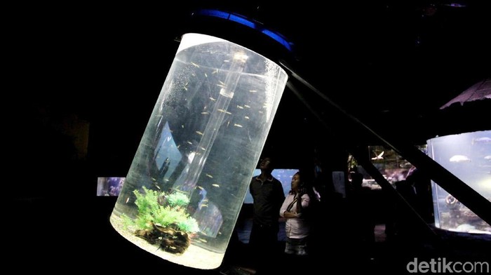 Keindahan kehidupan dasar laut menarik minat warga untuk mengunjungi Seaworld. Tak hanya itu, Seaworld juga menjadi tempat wisata edukasi bagi anak-anak.