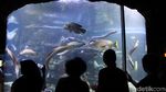 Seaworld Destinasi Wisata Favorit Warga Jakarta